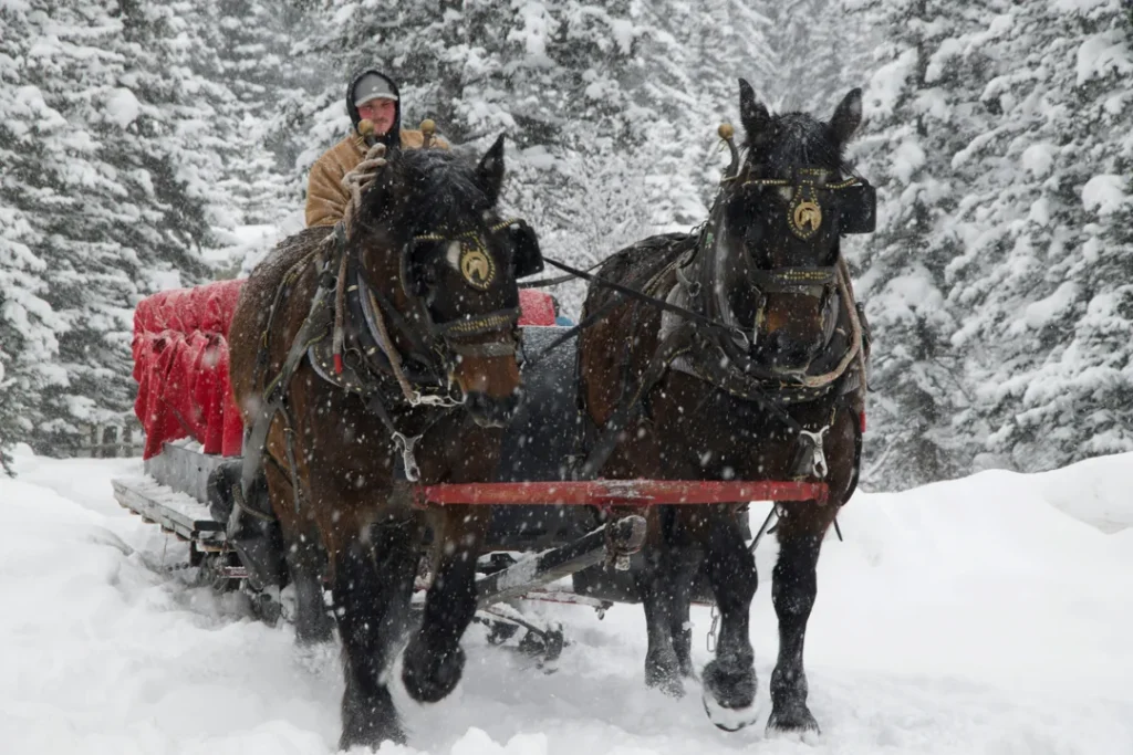 horse sledding