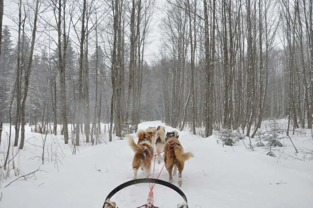 Glacier 3000 dog sledding