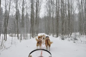 Glacier 3000 dog sledding