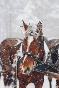 Gstaad winter horse carriage