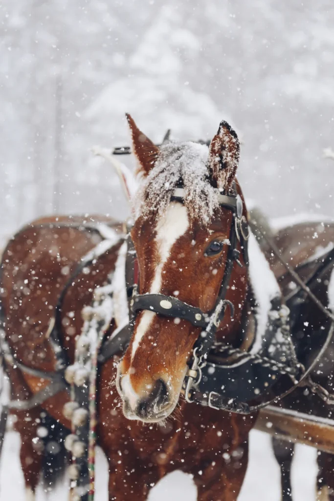 Gstaad winter horse carriage